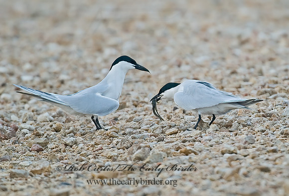 Gelochelidon nilotica  GULL-BILLED TERN 7004683z