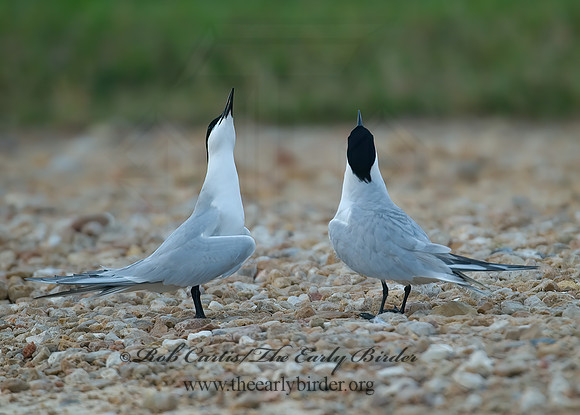 Gelochelidon nilotica  GULL-BILLED TERN 7004684z