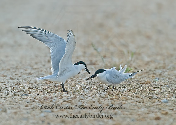 Gelochelidon nilotica  GULL-BILLED TERN 7004687z