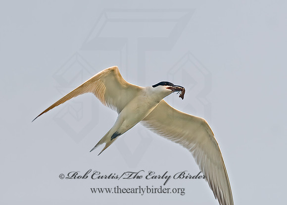 Gelochelidon nilotica  GULL-BILLED TERN 6022628z