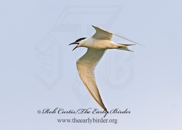 Gelochelidon nilotica  GULL-BILLED TERN 6022629z