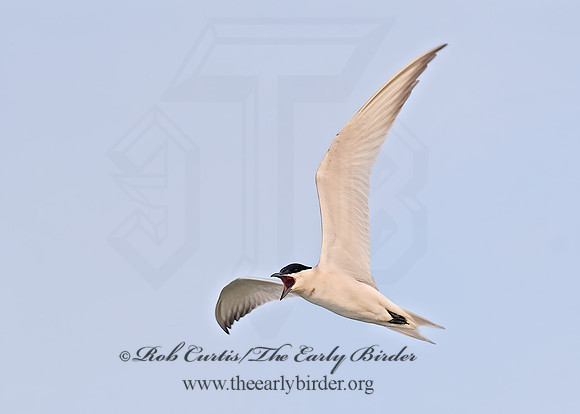 Gelochelidon nilotica  GULL-BILLED TERN 6022631z