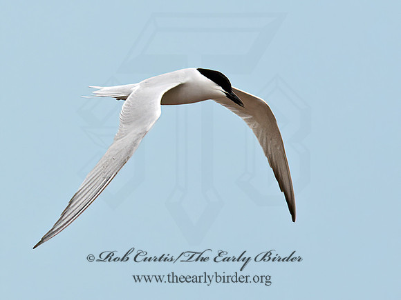 Gelochelidon nilotica  GULL-BILLED TERN 6038927z