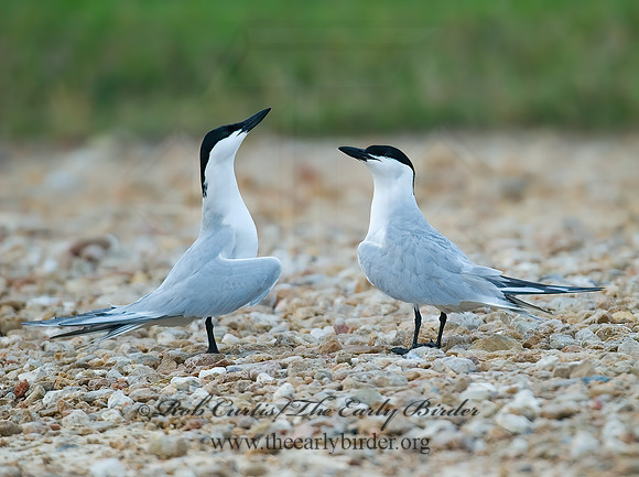 Gelochelidon nilotica  GULL-BILLED TERN 7004686z