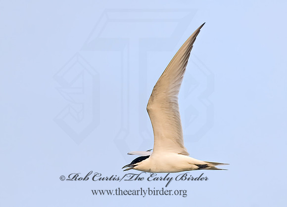 Gelochelidon nilotica  GULL-BILLED TERN 6022632z