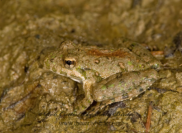 Acris crepitans - Northern Cricket Frog 8016402 z