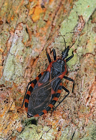 Triatoma sanguisuga  BLOODSUCKING CONENOSE 261522z