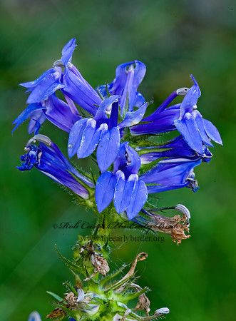Lobelia siphilitica  GREAT BLUE LOBELIA 7015011z