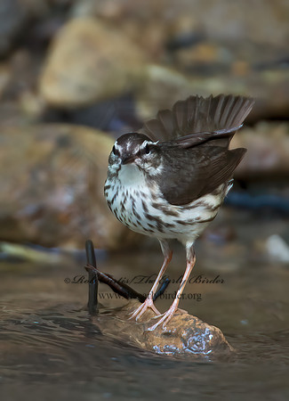 Parkesia motacilla  LOUISIANA WATERTHRUSH 9012038z
