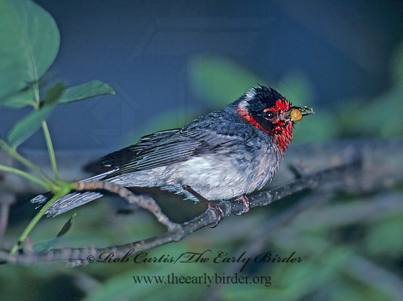 Cardellina rubifrons  RED-FACED WARBLER 76503z