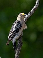 Melanerpes aurifrons  GOLDEN-FRONTED WOODPECKER 3032721z