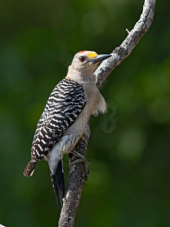Melanerpes aurifrons  GOLDEN-FRONTED WOODPECKER 3032721z