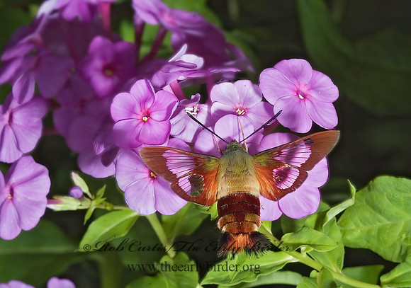 Hemaris thysbe  HUMMINGBIRD CLEARWING MOTH 5012091z