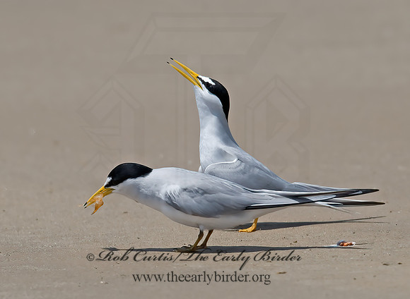 Sternulla antillarum = LEAST TERN 7004513z