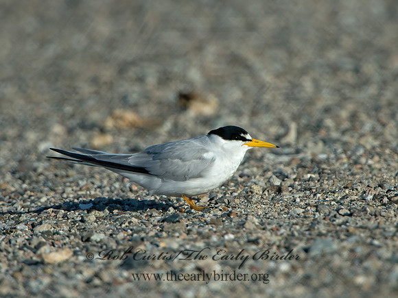 Sternulla antillarum  LEAST TERN 9057614z