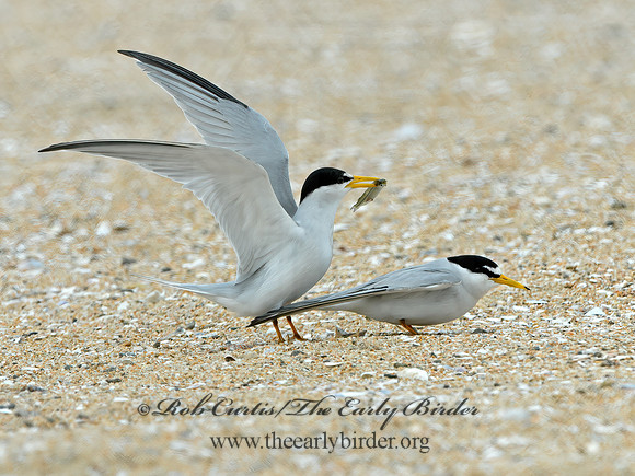 Sternulla antillarum  LEAST TERN 3016526 copyz