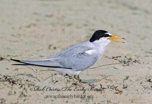 Sternulla antillarum = LEAST TERN 88107z