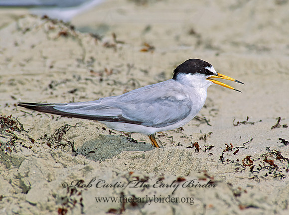 Sternulla antillarum = LEAST TERN 87102-2z