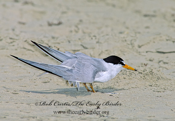 Sternulla antillarum = LEAST TERN 87114z