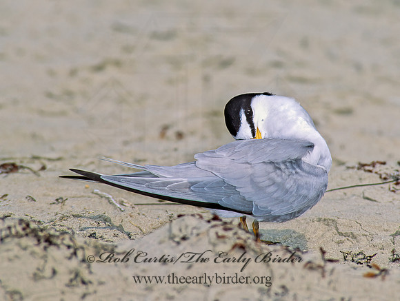 Sternulla antillarum = LEAST TERN 88105z