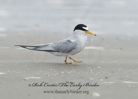 Sternulla antillarum = LEAST TERN 7004427z