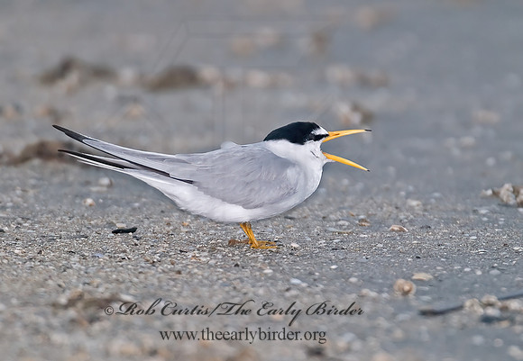 Sternulla antillarum = LEAST TERN 7004461z
