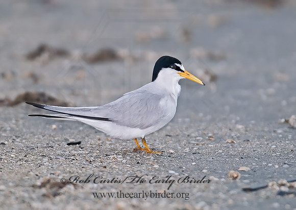 Sternulla antillarum = LEAST TERN 7004465z