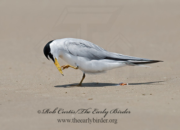 Sternulla antillarum = LEAST TERN 7004508z
