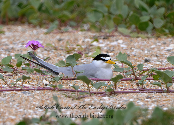 Sternulla antillarum  LEAST TERN 3016524 copyz