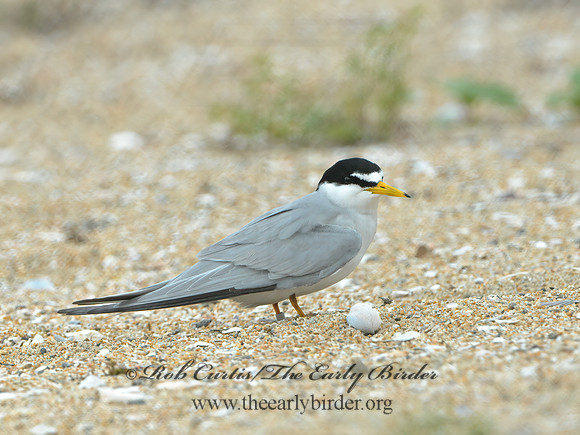 Sternulla antillarum  LEAST TERN 3016534 copyz