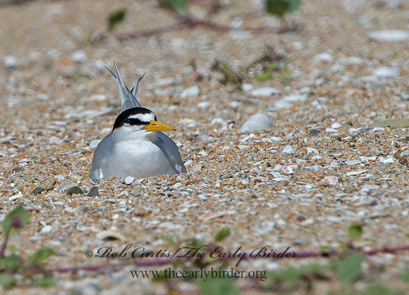Sternulla antillarum  LEAST TERN 9057537z
