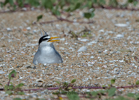 Sternulla antillarum  LEAST TERN 9057538z
