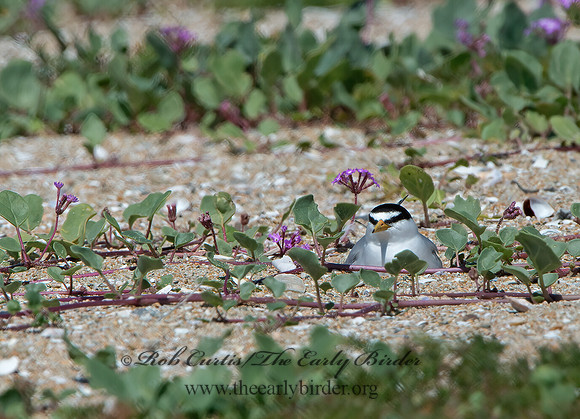 Sternulla antillarum  LEAST TERN 9057533z