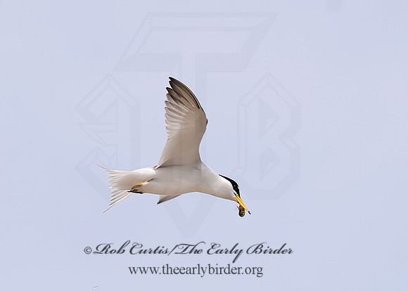 Sternulla antillarum = LEAST TERN 6022638z