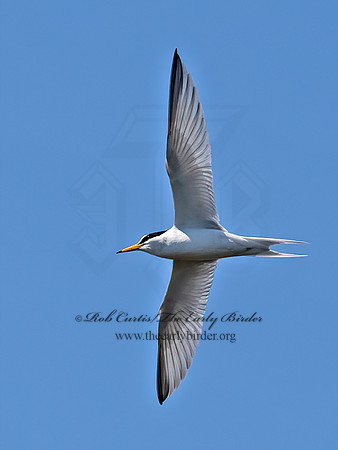 Sternula antillarum  LEAST TERN 6039815z