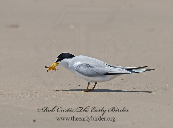 Sternulla antillarum = LEAST TERN 7004522z