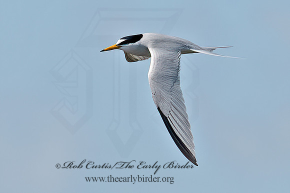 Sternula antillarum  LEAST TERN 6039817z