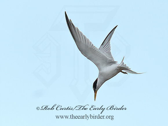 Sternula antillarum  LEAST TERN 6040089z