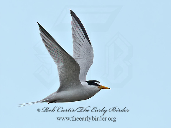 Sternula antillarum  LEAST TERN 6040091z