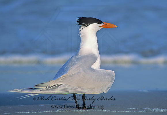 Thalasseus maximus  ROYAL TERN 49233z