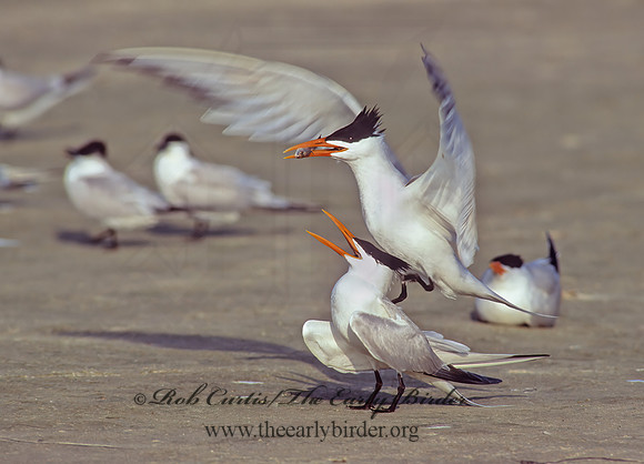 Thalasseus maximus  ROYAL TERN 68826z