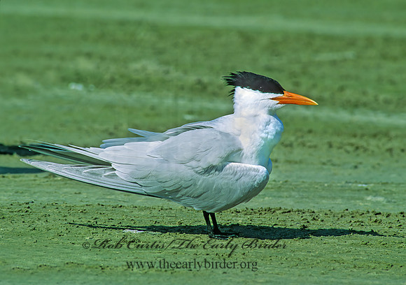Thalasseus maximus  ROYAL TERN 49104z