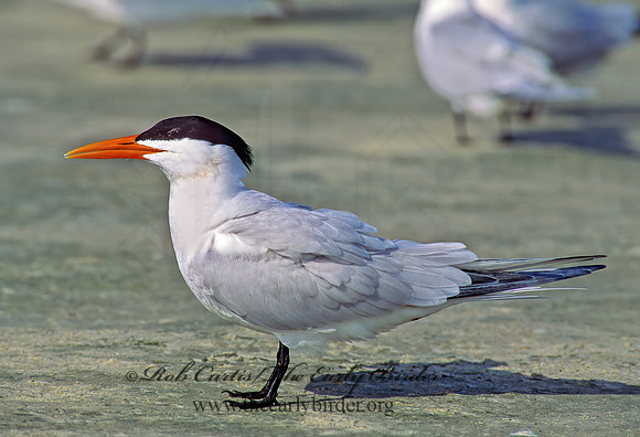 Thalasseus maximus  ROYAL TERN 68920z