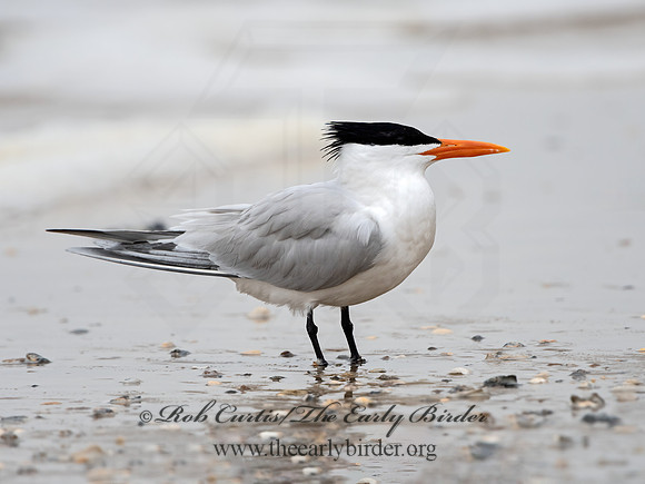 Thalasseus  maxima  ROYAL TERN 3029250z