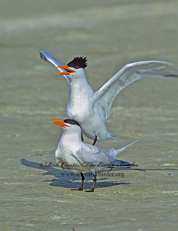 Thalasseus maximus  ROYAL TERN 68912z