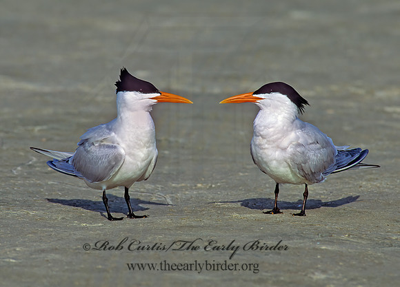 Thalasseus maximus  ROYAL TERN 68915z