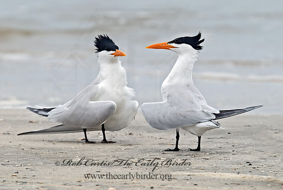 Thalasseus maximus  ROYAL TERN 7004396z