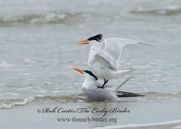 Thalasseus maximus  ROYAL TERN 7004397z