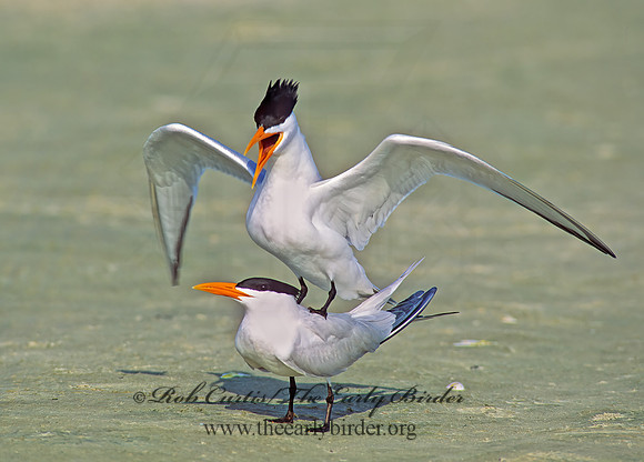 Thalasseus maximus  ROYAL TERN 68918z