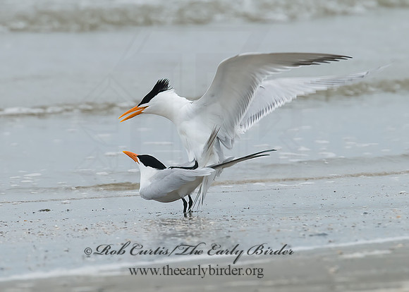 Thalasseus maximus  ROYAL TERN 7004401z